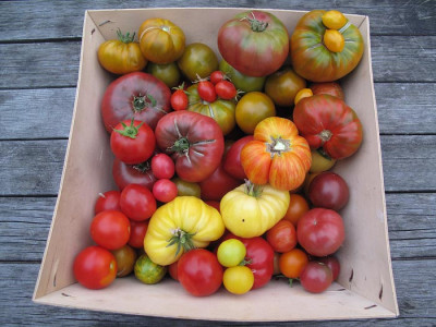 tomatenernte_7_aug_2010.jpg