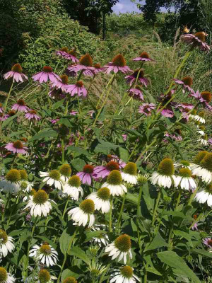 Echinacea_800x800_80KB.jpg