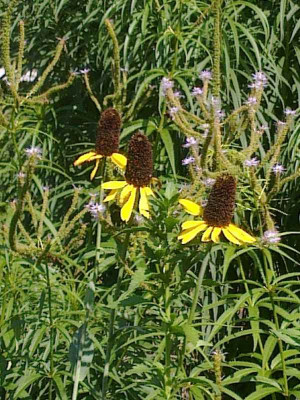 Rudbeckia_maxima_800x800_80KB.jpg