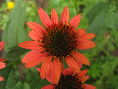 2010-08-09_Echinacea_Sunset1.jpg