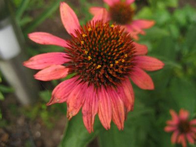 2010-08-09_Echinacea_Sunset2.jpg