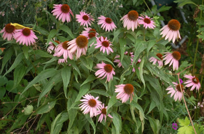 Echinacea_purpurea_0010__77654.jpg