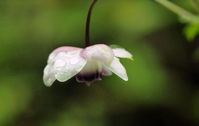 SDIM1015_Anemonopsis.JPG