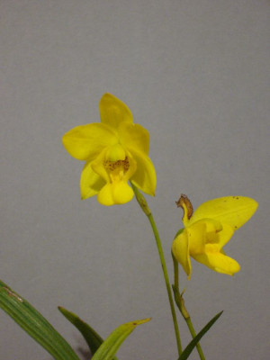 Spathoglottis_ixioides_2_900x900_80KB.jpg