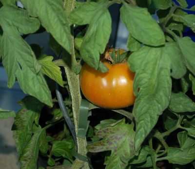 Solanum_granndissima_0010__78651.jpg