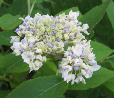 Hydrangea_involucrata_Sterilis.jpg