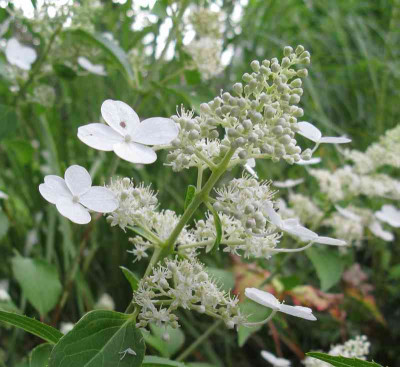 Hydrangea_paniculata_Kyushu_4_800x600.jpg