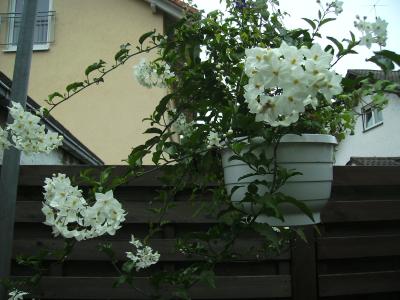 solanum_jasminoides.jpg