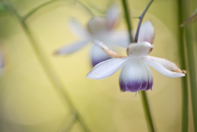 Anemonopsis-Sep0210-n.jpg