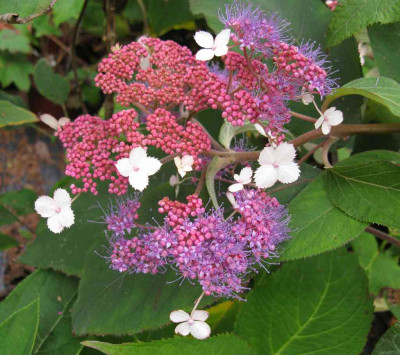 Hydrangea_asperaa_Taiwan_Pink_1024x768.jpg