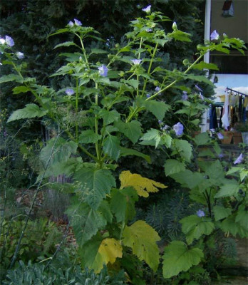 nicandra-physalodes-051010.jpg