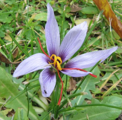 Crocus_sativus_101031.jpg