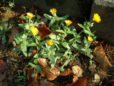 calendulaofficinalisklein.jpg