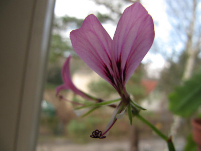 Pelargonium_tetragonum_101121.jpg