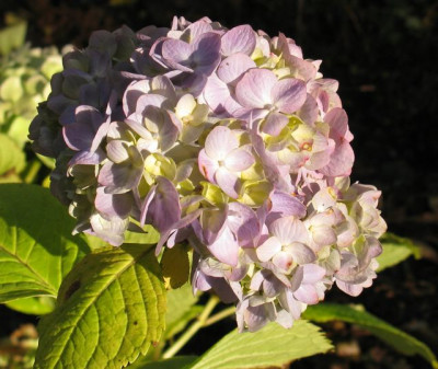 Hydrangea_macrophylla_All_Summer_Beauty_Nov24_640x480.jpg