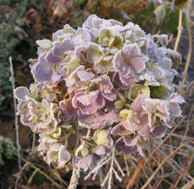 Hydrangea_macrophylla_All_Summer_Beauty_Ice_640x480.jpg