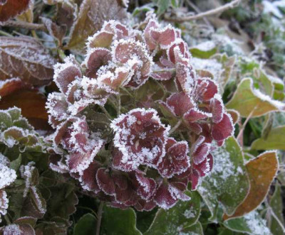 Hydrangea_macrophylla_Parzifal_Ice_640x480.jpg