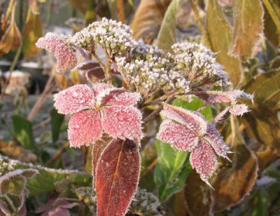 Hydrangea_macrophylla_Mariesii_Lilacina_Ice._640x480.jpg