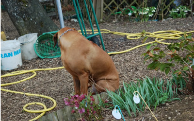 Stilleben_mit_Hund_0010__63548.jpg