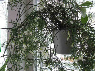 Rhipsalis_101213.jpg