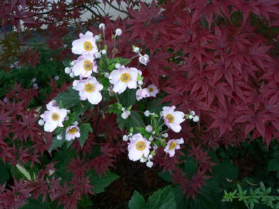 AcerPalmatum_Herbstanemonen_klein.jpg