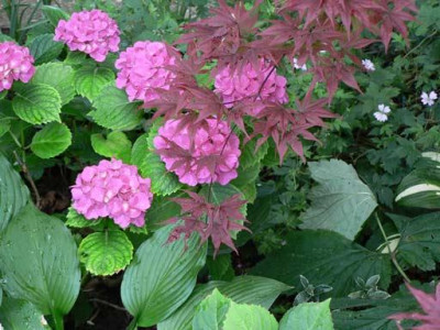 AcerPalmatum_Hortensie_klein.jpg