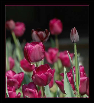 Tulipa_Pink-Mauve_Recreado_Negrita_Queen_of_the_Night_23-04-05.jpg