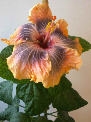 Hibiscus_Gabriel_2_1200x1200_80KB.jpg