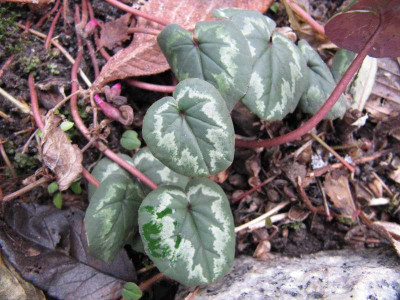 Cyclamen_Marianne.jpg