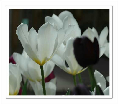 Tulipa_Purissima_meets_Queen_of_the_Night_24-04-05.jpg