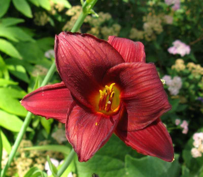 Hemerocallis_Little_Joy_1_800x600.jpg