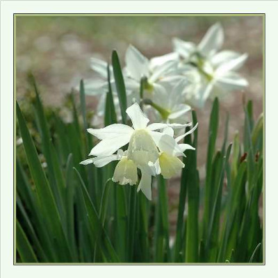 Narcissus_Thalia_24-04-05.jpg