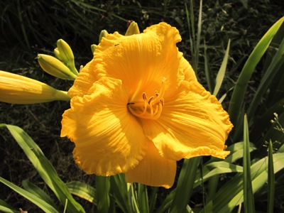 Hemerocallis_2_032.jpg