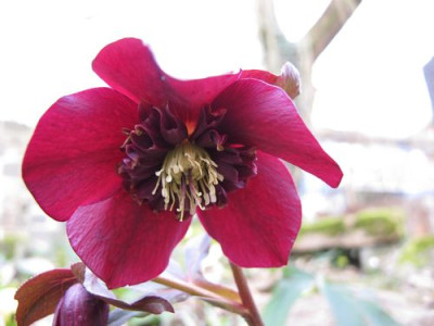 Helleborus_geruescht_fars_2011.jpg