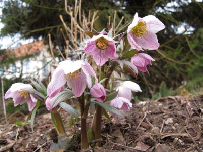 Helleborus_tibetanus_2_fars_2011.jpg