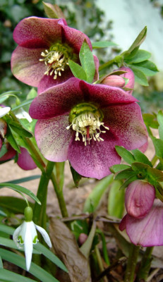 Helleborus-Samling_SGN.jpg