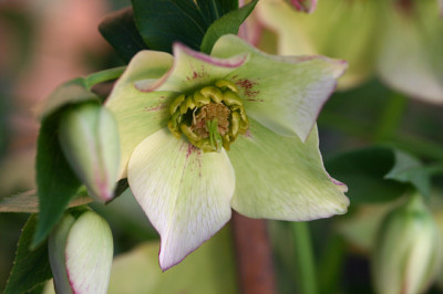 Helleborus3709b.jpg