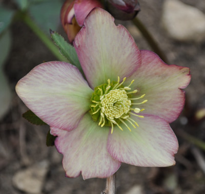 Helleborus_rosagrunlich_0011__0731.jpg