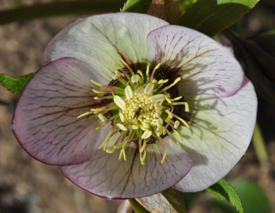 _Helleborus_dunkelhell_0011__0670.jpg