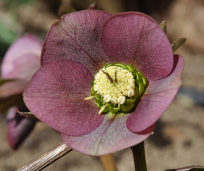 Helleborus_dunkel_0011__0698.jpg