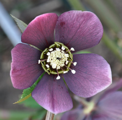 Helleborus_dunkelr_0011__0689.jpg