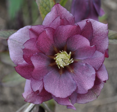 Helleborus_d_gef_0011__0749.jpg