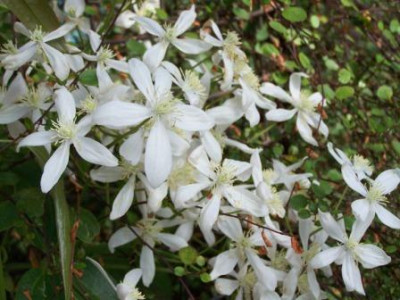 Clematis_im_Glashaus.JPG