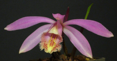 Pleione_Rakata_Skylark_900x900_80KB.jpg