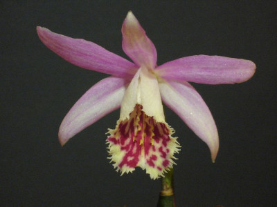 Pleione_Surtsey_900x900_80KB.jpg