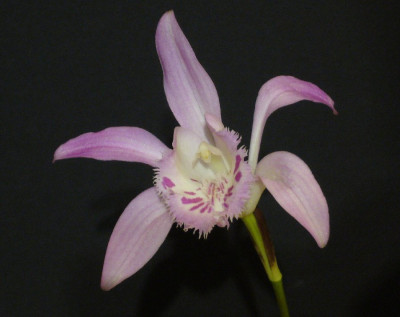 Pleione_x_barbarae_B1_900x900_80KB.jpg