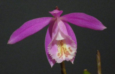 Pleione_Captain_Hook_900x900_80KB.jpg