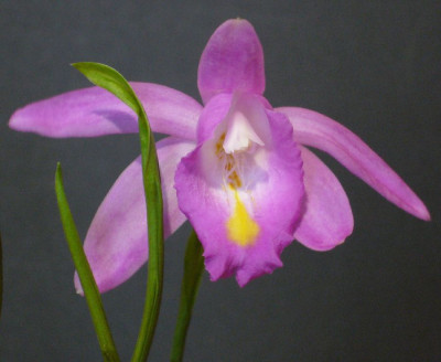 Pleione_aurita_B_900x900_80KB.jpg