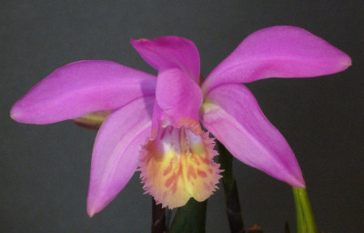 Pleione_x_barbarae_C_900x900_80KB.jpg