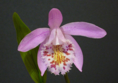 Pleione_Ganymede_900x900_80KB.jpg